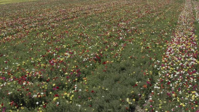 Rows of Buttercups in full bloom and in various colors, Aerial view.