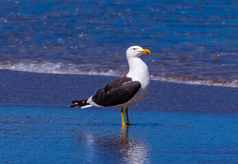 Gaviota en la costa de Solis. Maldonado, Uruguay