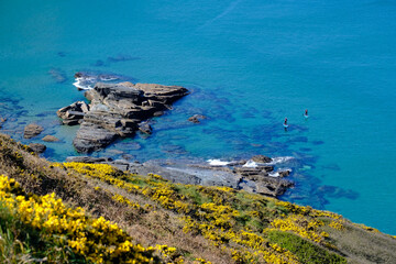 Paddle boarders framed by out of focus gorse flowers on the cornish coastline.