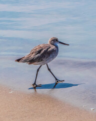 Seagull fishing at the edge of the beach