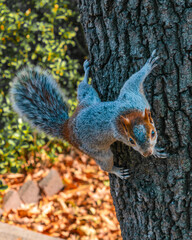 Close up of a beautiful squirrel climbing a tree
