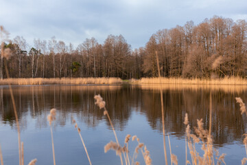 Staw z trzciną przy brzegu i lasem jesienną porą © Magdalena