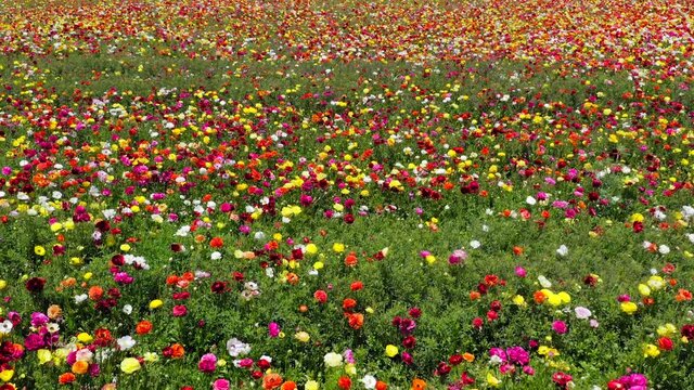 Rows of Buttercups in full bloom and in various colors, Aerial view.