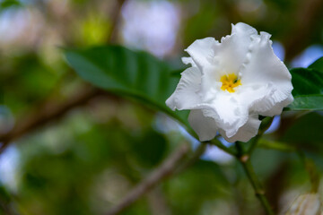 white flower, crepe jasmine (Tabernaemontana divaricata )