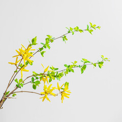 Delicate light background with spring yellow flowers on branches