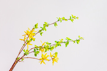 Tender yellow flowers on delicate background, spring holiday concept