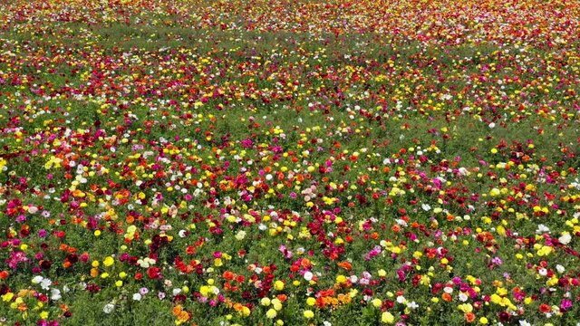 Rows of Buttercups in full bloom and in various colors, Aerial view.