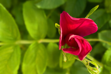 Fototapeta premium flower bud of a wild rose against a background of green leaves. Free space for text. Greeting card.