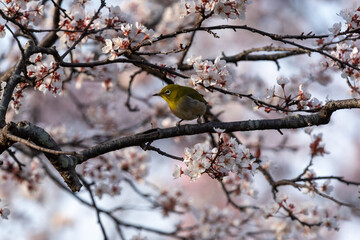 White-eyes bird is on Cherry Blossom tree.