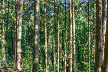 Fototapeta na wymiar 山奥に植林された杉林