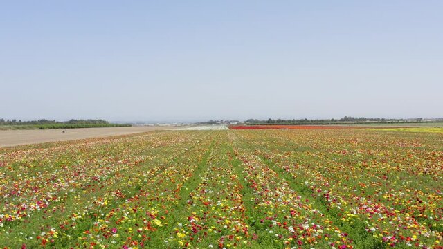 Rows of Buttercups in full bloom and in various colors, Aerial view.