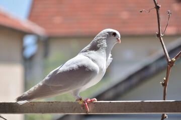 Beautiful white purebred pigeon stands on a bar and a blurry background behind on sunny spring day outside
