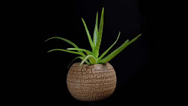 Aloe Vera Cactus Plant in the brown pot rotating. Isolatin on black background.