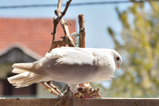 White Purebred Pigeon Stands On A Bar And Flaunts Itself, A Blurry Background Behind On Sunny Spring Day Outside