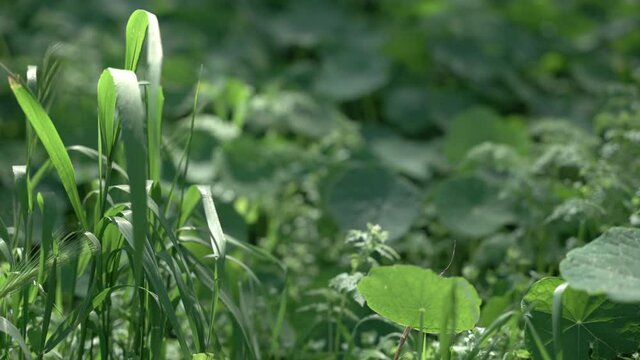 Scenic view of green plants in the fores 