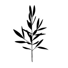 Leaves in black and white