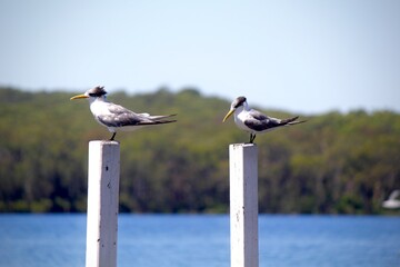 seagulls on the pier