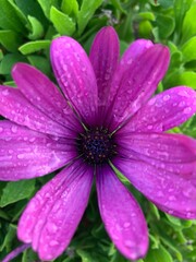 close up of pink flower
