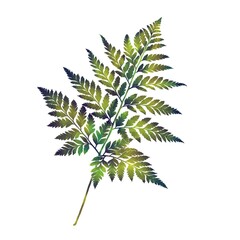 Hand-drawn watercolor illustration. Isolated image, With high resolution for printing on a white background