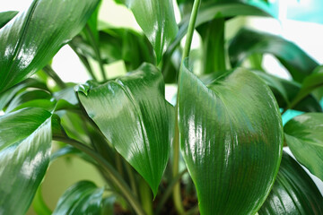 Rubber fig's big smooth green leaf