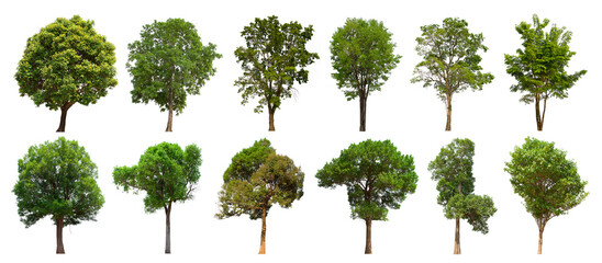 isolated tree green set is located on a white background. Collection of isolated tree green on white background Tropical tree
