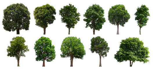 isolated tree green set is located on a white background. Collection of isolated tree green on...