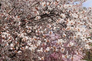 満開の山桜