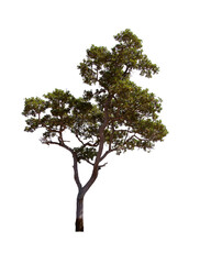 isolated tree  is located on a white background. Collection of isolated tree on white background Tropical tree