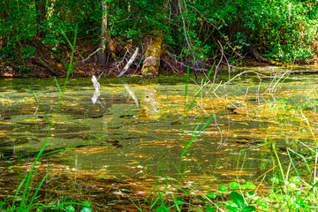 Forest swamp land in Okefenokee Swamp Park, Southern Georgia.