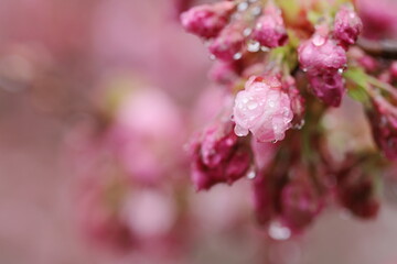 水滴のついた枝垂れ桜のつぼみ　クローズアップ撮影