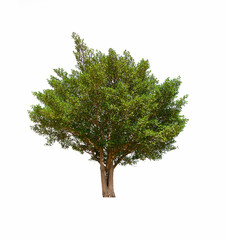 isolated tree  is located on a white background. Collection of isolated tree on white background Tropical tree