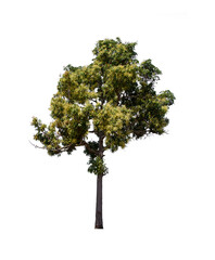 isolated tree  is located on a white background. Collection of isolated tree on white background Tropical tree