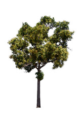 isolated tree  is located on a white background. Collection of isolated tree on white background Tropical tree