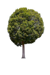 isolated tree  is located on a white background. Collection of isolated tree on white background Tropical tree