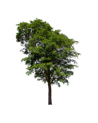 isolated tree  is located on a white background. Collection of isolated tree on white background Tropical tree