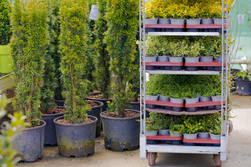 Plants in a nursery. Ground cover plants for garden landscape. Creeper for sale for garden lovers 