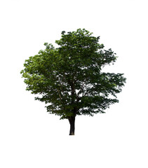 isolated tree  is located on a white background. Collection of isolated tree on white background Tropical tree