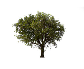 isolated tree  is located on a white background. Collection of isolated tree on white background Tropical tree