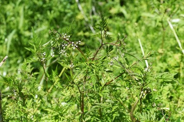 Rough hedge parsley (Torilis scabra) flowers. Apiaceae plant.
