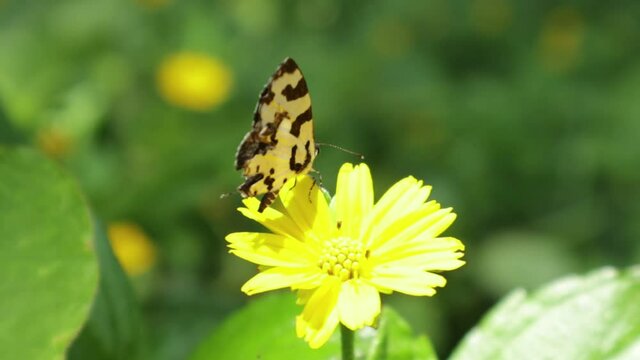 Close up of a yellow flower with a Banded blue Pierrot butterfly feeding and rotating on the flower