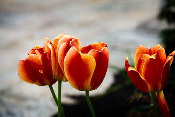 spring tulips flowers floral beautiful flower day