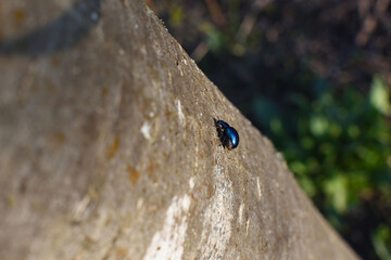 blue beetle crawling on tree