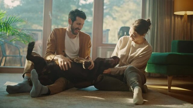 At Home: Happy Couple Play with Their Dog, Gorgeous Brown Labrador Retriever. Boyfriend and Girlfriend Tease, Pet and Scratch Super Happy Doggy, Have Fun in the Stylish Living Room. Slow Motion