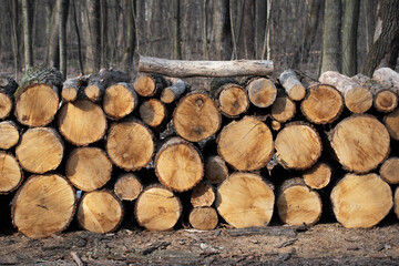 Sawed tree trunks and branches in different sizes piled in pack in forest