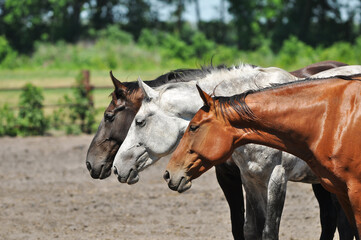 Portrait of horses of different coat colors
