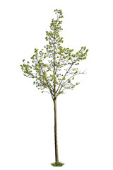 Green leaved deciduous tree with clipping path, isolated tree on white background