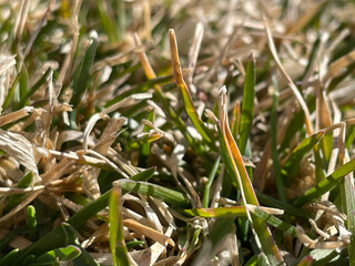 Close up of grass