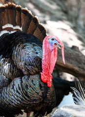 Male Turkey (Gobbler) closeup shot in a farm