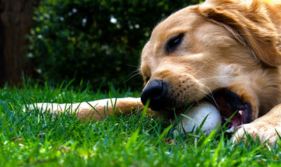 golden retriever bitting a ball 