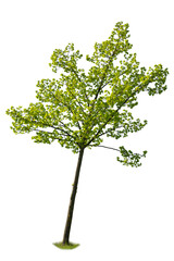 Green leafed maple tree isolated on white background